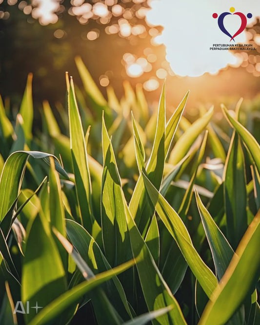 粮食援助 2025/03-04